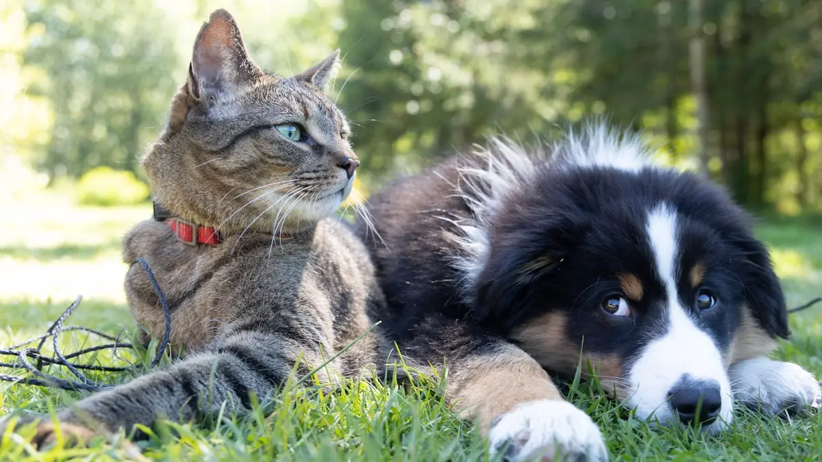 Cum Să Vinzi Accesorii Pentru Animale - Ghidul Complet Pentru Pet Owners